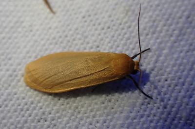 <i>Wittia sororcula</i>