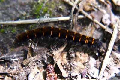 <i>Macrothylacia rubi</i>