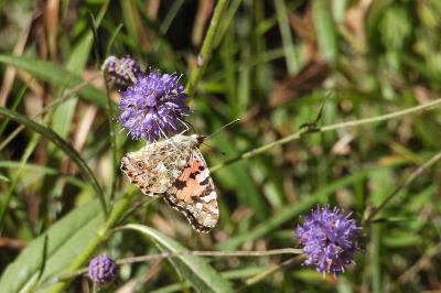 <i>Vanessa cardui</i>