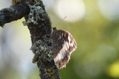 <i>Brintesia circe</i>