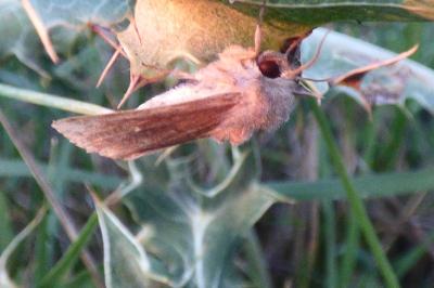 <i>Mythimna albipuncta</i>