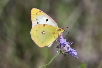 <i>Colias</i>