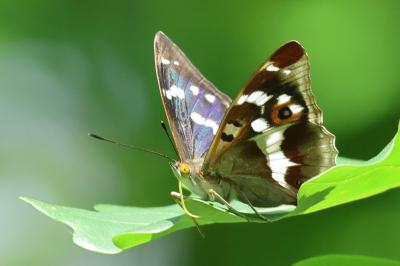 <i>Apatura iris</i>