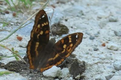 <i>Apatura ilia</i>