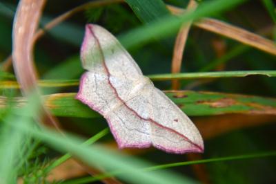 <i>Timandra comae</i>