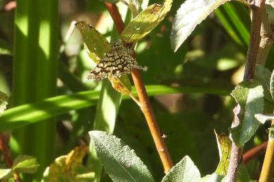 <i>Chiasmia clathrata</i>