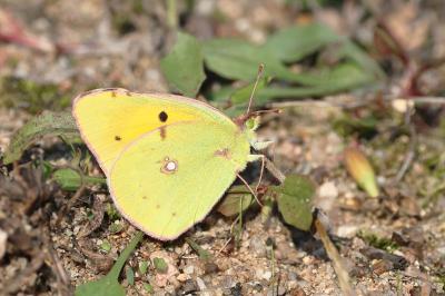 <i>Colias crocea</i>