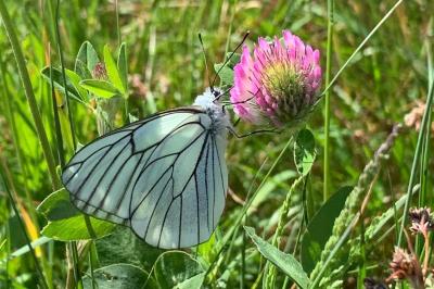 <i>Aporia crataegi</i>
