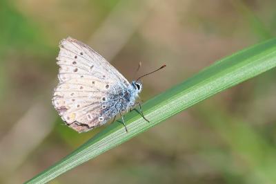 <i>Polyommatus icarus</i>
