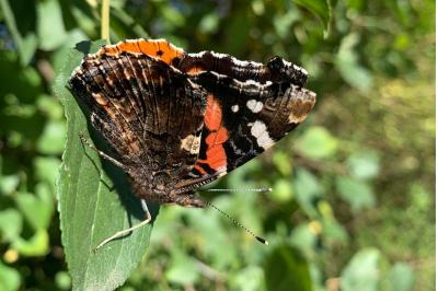 <i>Vanessa atalanta</i>