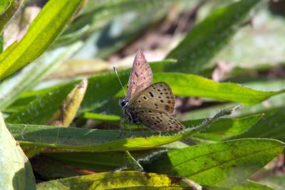 <i>Lycaena tityrus</i>
