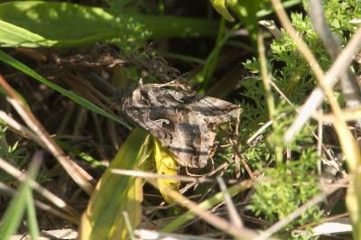 <i>Autographa gamma</i>