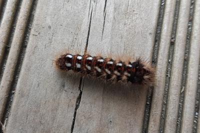 <i>Acronicta rumicis</i>