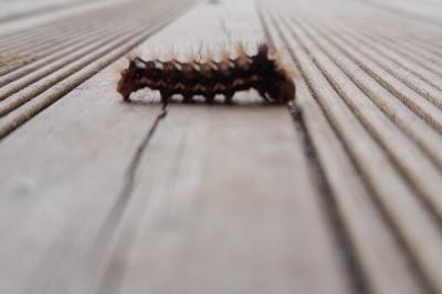 <i>Acronicta rumicis</i>