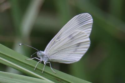 <i>Leptidea</i>