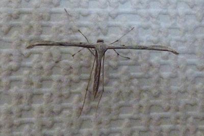 <i>Emmelina monodactyla</i>