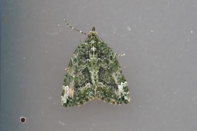 <i>Chloroclysta siterata</i>