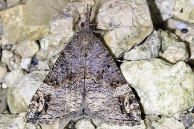 <i>Hypena obsitalis</i>