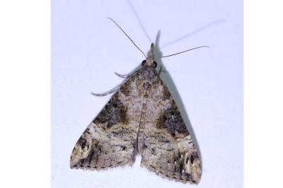 <i>Hypena obsitalis</i>