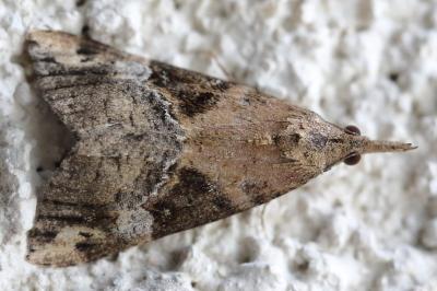 <i>Hypena obsitalis</i>