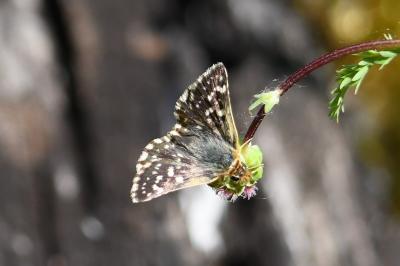 <i>Spialia sertorius</i>