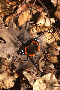 <i>Vanessa atalanta</i>