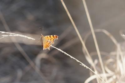 <i>Polygonia c-album</i>