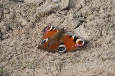 <i>Aglais io</i>