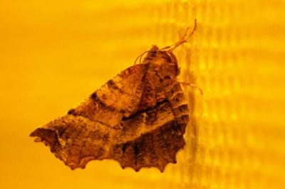 <i>Selenia dentaria</i>