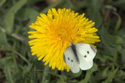 <i>Pieris rapae</i>