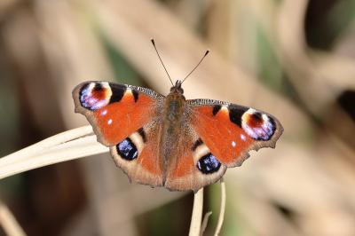 <i>Aglais io</i>