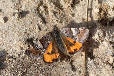 <i>Archiearis parthenias</i>