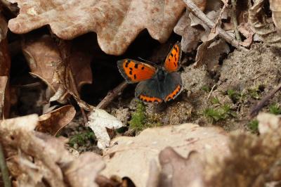 <i>Lycaena phlaeas</i>