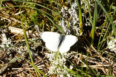 <i>Pieris napi</i>