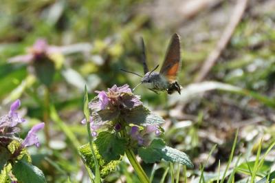 <i>Macroglossum stellatarum</i>