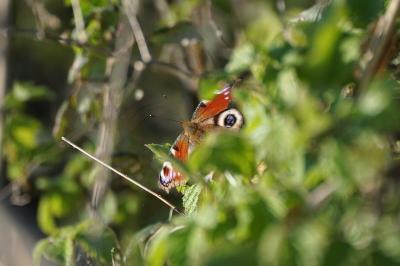 <i>Aglais io</i>
