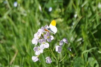 <i>Anthocharis cardamines</i>