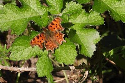 <i>Polygonia c-album</i>