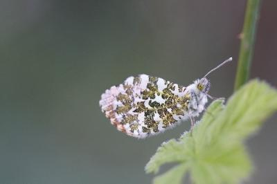 <i>Anthocharis cardamines</i>