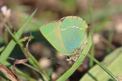 <i>Callophrys rubi</i>