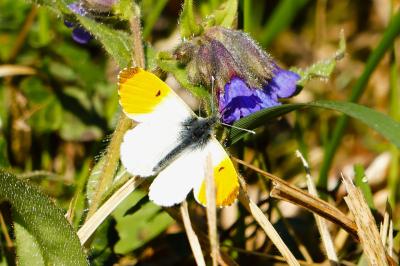 <i>Anthocharis cardamines</i>