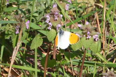 <i>Anthocharis cardamines</i>