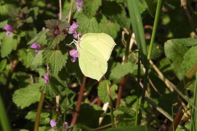 Gonepteryx rhamni