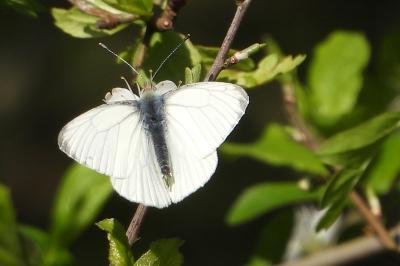 <i>Pieris napi</i>