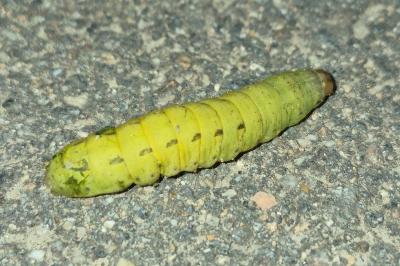 <i>Noctua pronuba</i>