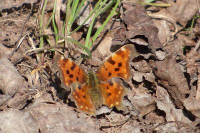 <i>Polygonia c-album</i>