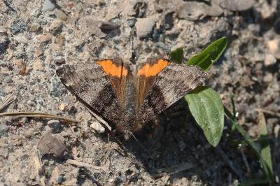 <i>Archiearis parthenias</i>