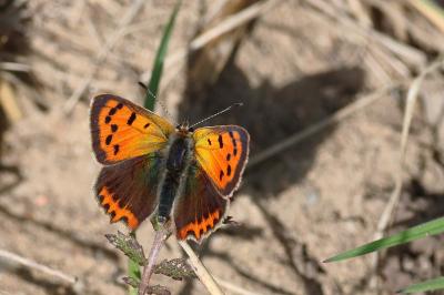 <i>Lycaena phlaeas</i>