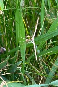 <i>Emmelina monodactyla</i>