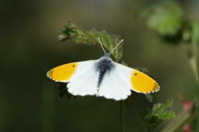 <i>Anthocharis cardamines</i>